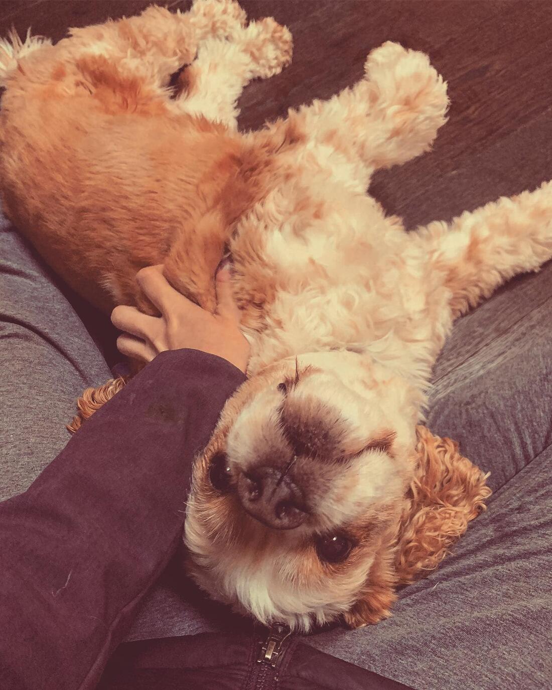 Dog cuddling on the couch