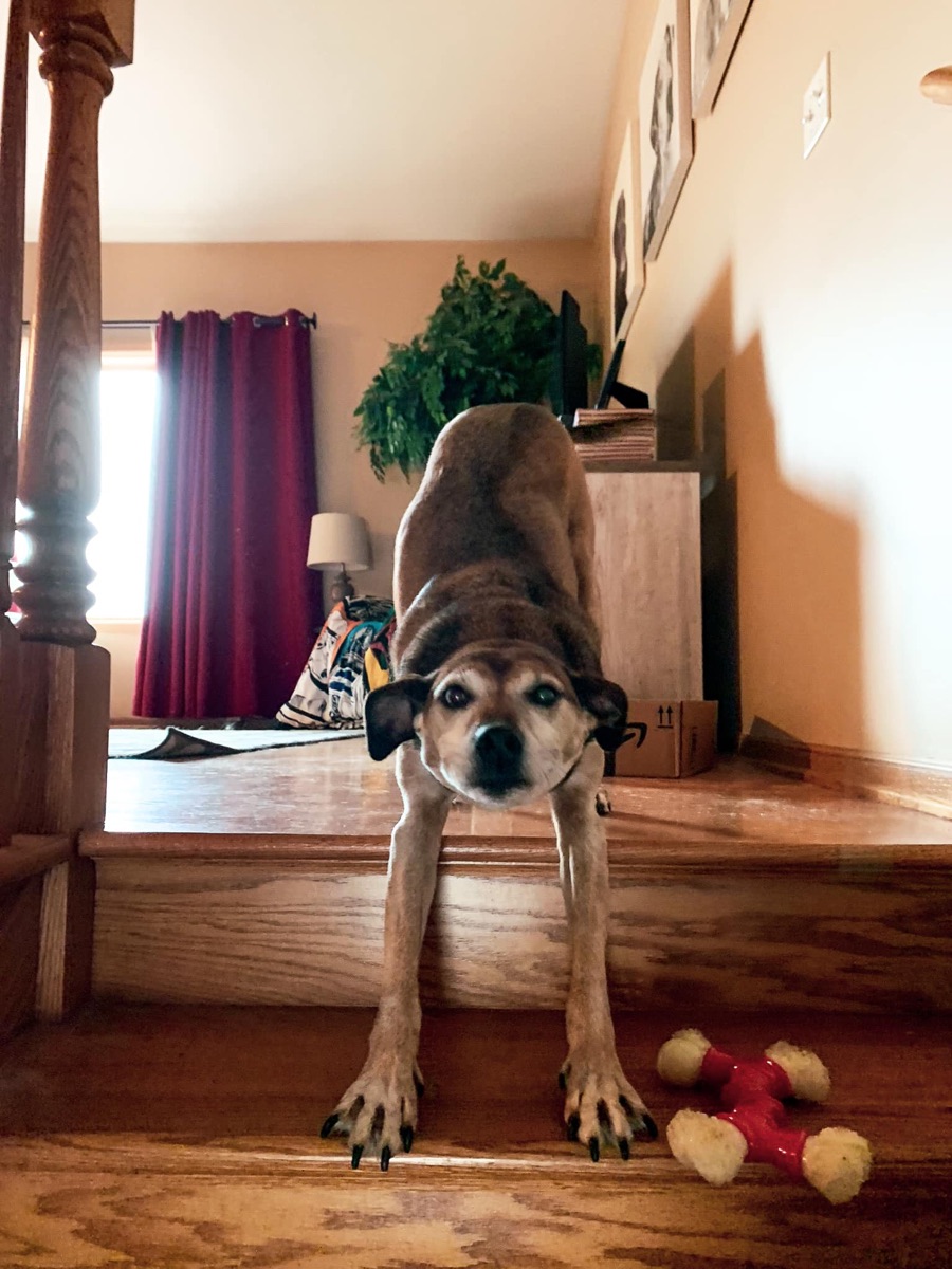 Dog doing a play bow in the home