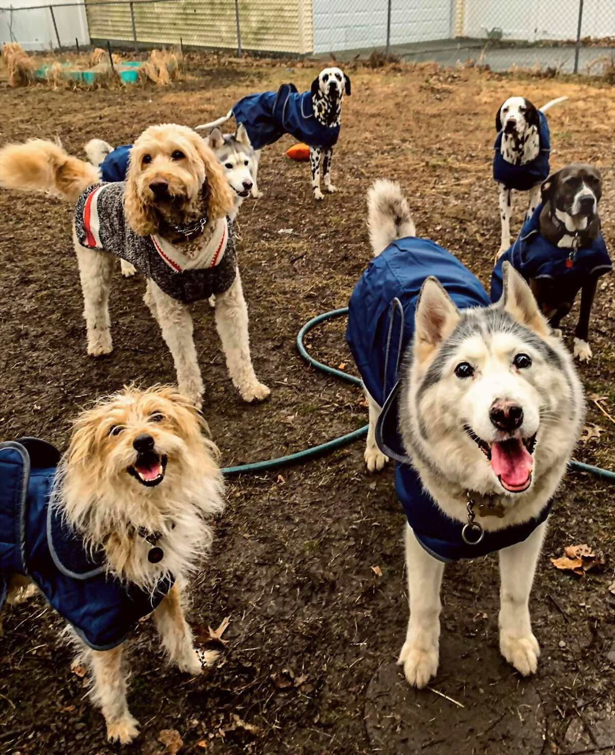 Dogs in matching raincoats in the fenced yard