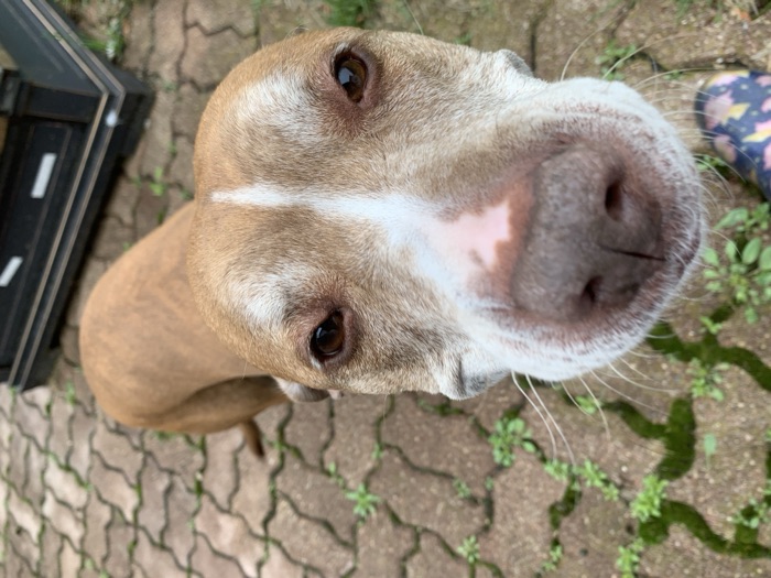 Finn