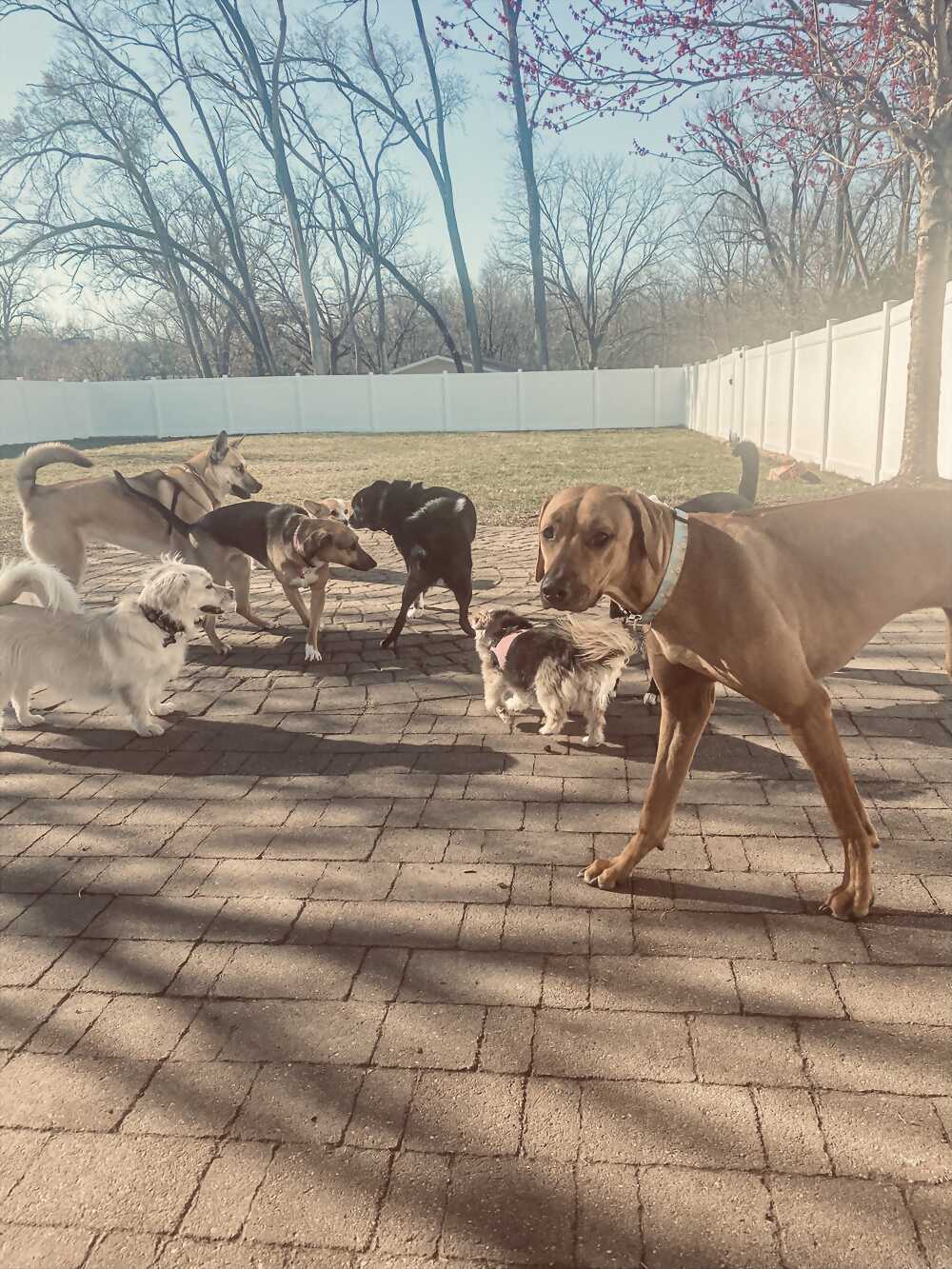 Dogs in the yard
