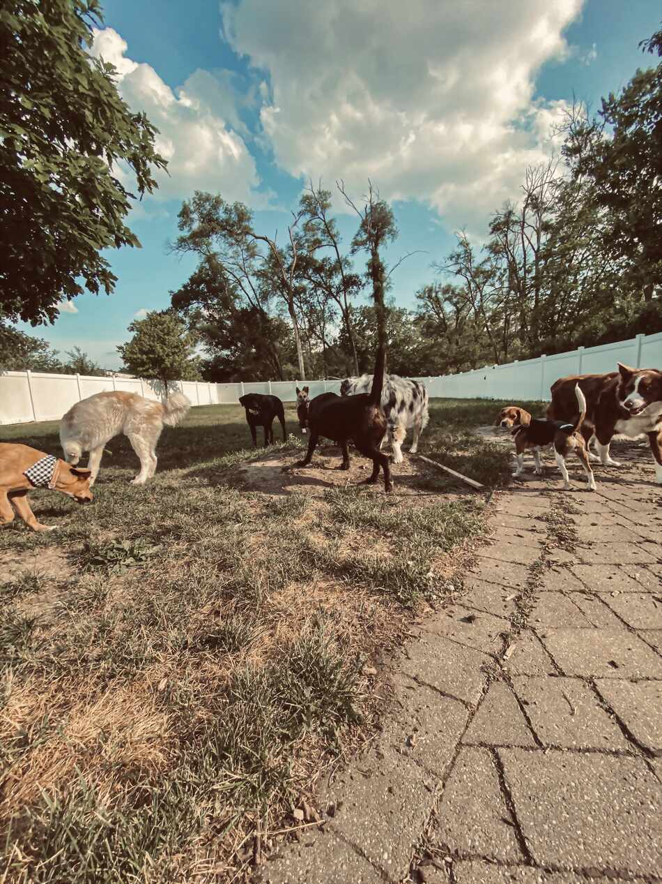 Panorama of dogs playing in the fenced yard