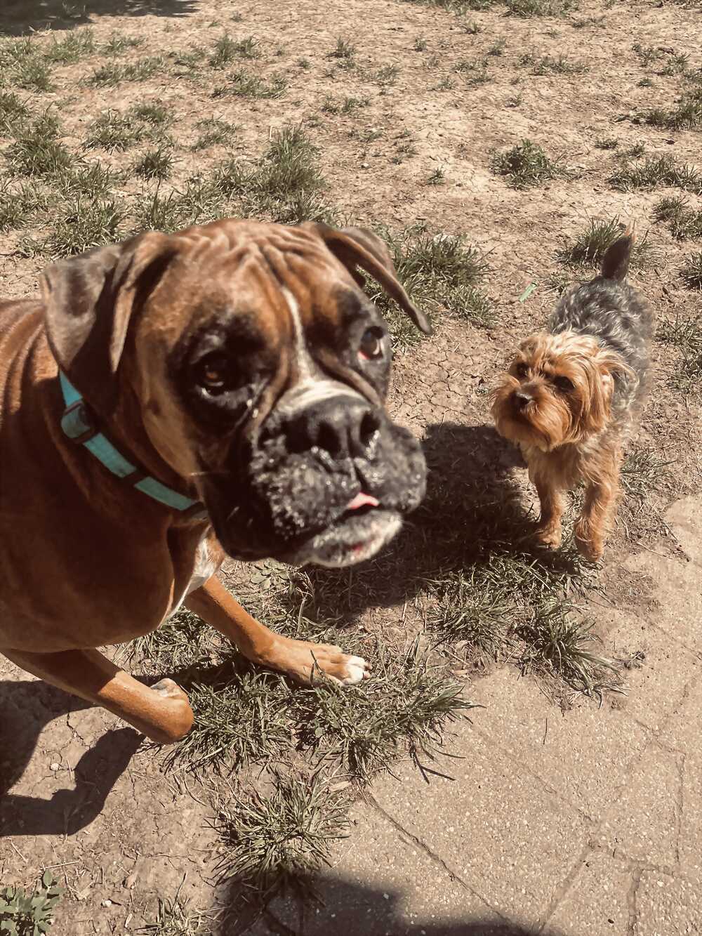 Three dogs in the yard